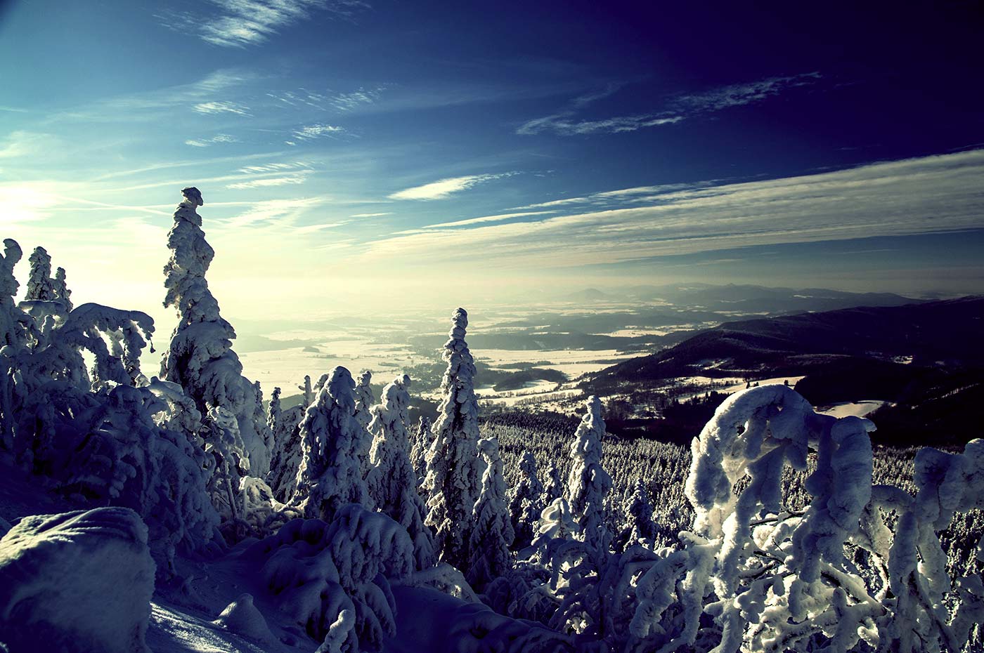 Snowing Mountainside Trees